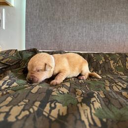 Nugget - Yellow male Labrador Retriever puppy in Richfield, Utah from Stormy River Retrievers