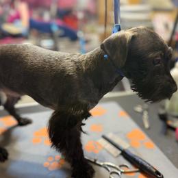 Grace - Black and gold female Yorkshire Terrier puppy in Dallas, Texas from JBzPawz