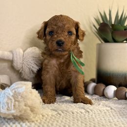 Green Boy - Red  male Goldendoodle puppy in Colorado Springs, Colorado from Simply Mini Goldendoodles