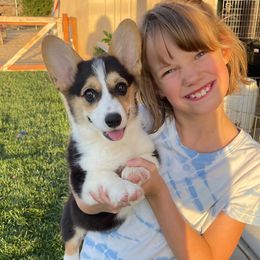 Trixie - Black and tan Pembroke Welsh Corgi puppy in Apple Valley, California from MRS California Corgi