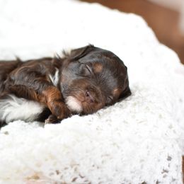 Boy 2 - male Goldendoodle puppy in Berlin, Ohio from Doodle Babys