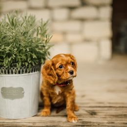 Cavalier King Charles Spaniel Puppies from Cavi Cutie Collective