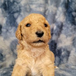 Purple girl - Apricot female Goldendoodle puppy in Blountsville, Alabama from Southern Charm Goldendoodles