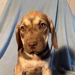 Boy 2 - Catahoula Leopard Dog puppy in Pavillion, Wyoming from TNT Catahoulas