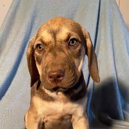 Boy 2 - Catahoula Leopard Dog puppy in Pavillion, Wyoming from TNT Catahoulas