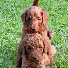 Goldendoodle and Poodle Puppies from Justine’s Retrievers and Doodles