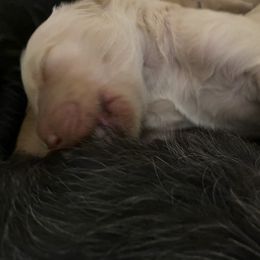 Goldendoodle Puppies from Cottage Companion Doodles