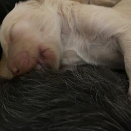 Goldendoodle Puppies from Cottage Companion Doodles