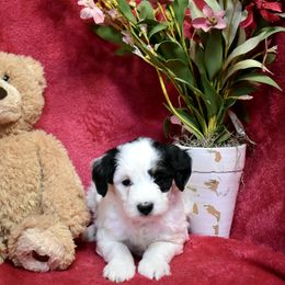 Bernedoodle and Miniature Australian Shepherd Puppies from Miller's Aussie,Bernedoodle Pups!