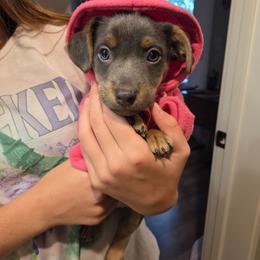 Mr. Potato - Blue male American Hunt Terrier puppy in Cave City, Arkansas from Bayou Valley Shepherds and American Hunt Terriers