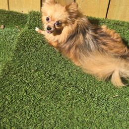 Ember - Pomeranian