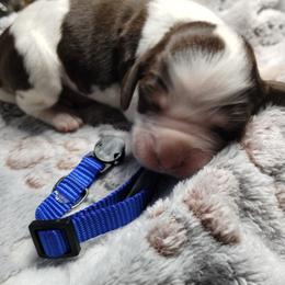 Reishi (dark blue) - Liver white and tan female English Springer Spaniel puppy in Redding, California from Springer's Journey Spaniels California