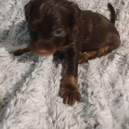 Russian Toy Puppies from Chenier Russian toys