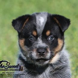 Australian Cattle Dog Puppies from The Sweet Kennels