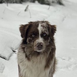 Synergy  - Australian Shepherd