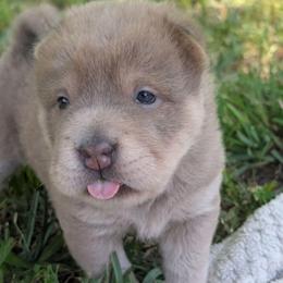 Lexapro - Isabella dilute female Chinese Shar-Pei puppy in Clarksville, Tennessee from Wrinkle Bum Shar-Pei
