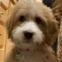 Aussiedoodles from The Carpenters Doodles
