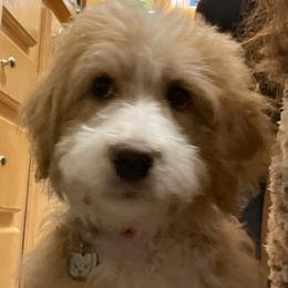 Aussiedoodles from The Carpenters Doodles