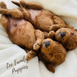 Aussiedoodle and Goldendoodle Puppies from Lee Family Puppies