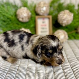 Bodie - Black and cream male Dachshund puppy in Fort Gibson, Oklahoma from Cooper’s Dachshunds