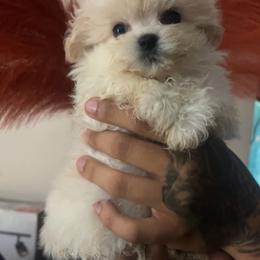 Kanto - White male Maltipoo puppy in Long Island, New York from Minipaws kennel