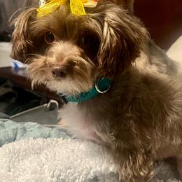 Yorkipoo puppies from Riche’ Louisiana Yorkies