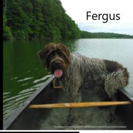 Goldendoodle and Wirehaired Pointing Griffon All Grown Up from Ole Poor Farm