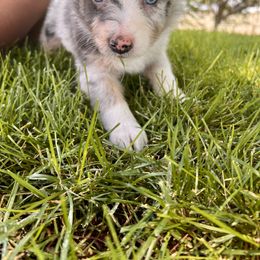 Australian Shepherd, Miniature Australian Shepherd, and Toy Australian Shepherd Puppies from V5 Mini Aussies