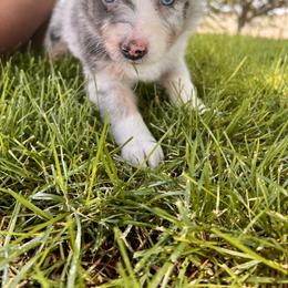 Australian Shepherd, Miniature Australian Shepherd, and Toy Australian Shepherd Puppies from V5 Mini Aussies