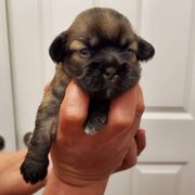 Tibetan Spaniel Puppies from Jewel Acres