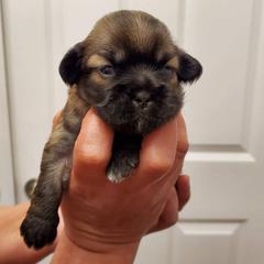 Tibetan Spaniel Puppies from Jewel Acres