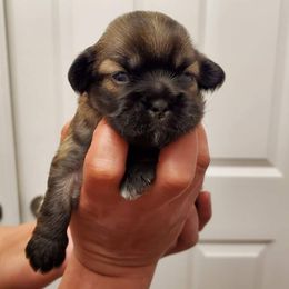 Tibetan Spaniel Puppies from Jewel Acres