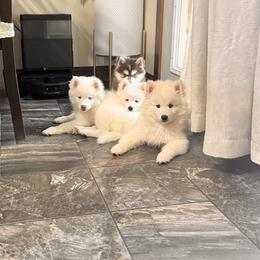 Pomsky Puppies from Blue Heaven Pomsky