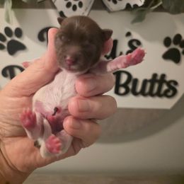 Pace - Chocolate, tan and white male Yorkshire Terrier puppy in Clermont, Florida from Bella's Prissy Butts