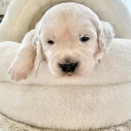 Orange - Light golden male Golden Retriever puppy in Deer Lodge, Tennessee from SelahGold
