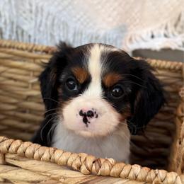 Lucas - Tri-color male Cavalier King Charles Spaniel puppy in Grantsville, Maryland from Haven Farms Cavaliers