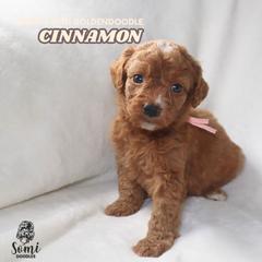 Cinnamon - Red  female Goldendoodle puppy in Palmetto Bay, Florida from SOMIDOODLES