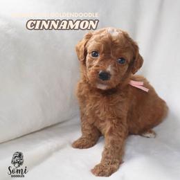 Cinnamon - Red  female Goldendoodle puppy in Palmetto Bay, Florida from SOMIDOODLES