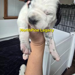 Exodus - White and black male Dalmatian puppy in Janesville, Wisconsin from Legacy Dalmatians