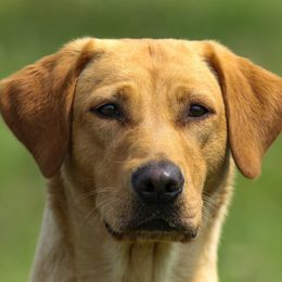 Red - Labrador Retriever