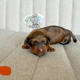 Orange Collar - Red male Dachshund puppy in Cheyenne, Wyoming from Golden Badger Kennels