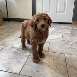 Fizz - Red  female Goldendoodle puppy in Sugarcreek, Ohio from True Hearted Doodles