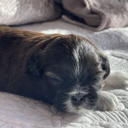 Shih Tzu Puppies from Smashville Shih-Tzus