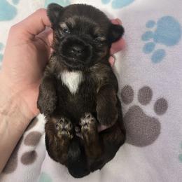 Elfie - Brown male Shihpoo puppy in Denver, Colorado from Angel babies