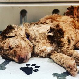 Aussiedoodle and Bernedoodle Puppies from LolliPop Farms