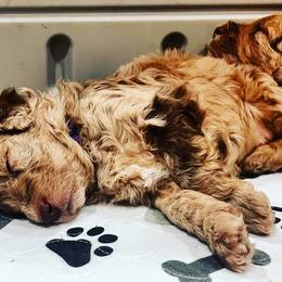Aussiedoodle and Bernedoodle Puppies from LolliPop Farms