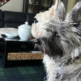 Cairn Terriers from Debra Soutar