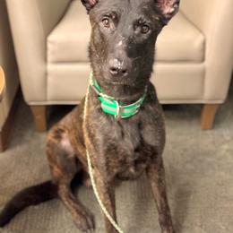 Stellar's Dirty Snowball - Black brindle male Dutch Shepherd puppy in Lake City, Florida from Crosspointe Canines