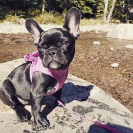 French Bulldog All Grown Up from Frenchie & Co.