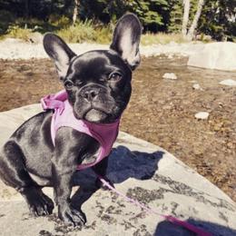 French Bulldog All Grown Up from Frenchie & Co.